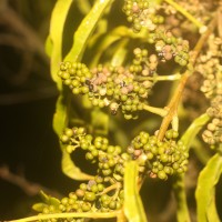 Melicope denhamii (Seem.) T.G.Hartley